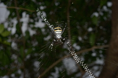Argiope caledonia