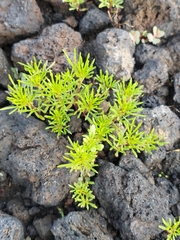 Tagetes filifolia