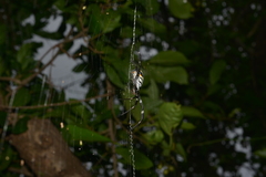 Argiope caledonia