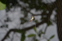 Gasteracantha westringi