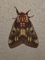 Citheronia splendens