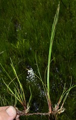 Eleocharis tenuis verrucosa