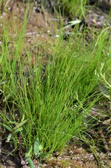 Eleocharis tenuis verrucosa