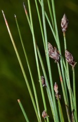 Eleocharis tenuis verrucosa