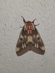 Citheronia splendens