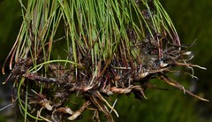 Eleocharis tenuis verrucosa