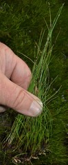 Eleocharis tenuis verrucosa