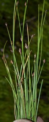 Eleocharis tenuis verrucosa