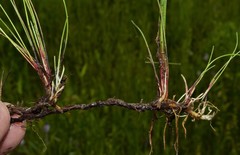 Eleocharis tenuis verrucosa