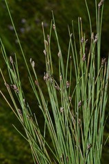 Eleocharis tenuis verrucosa