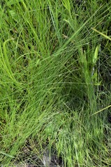 Eleocharis tenuis verrucosa