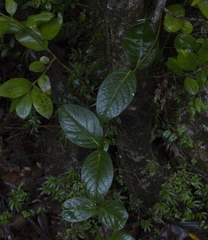 Elytropus chilensis