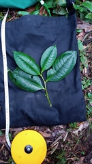 Symplocos mucronata