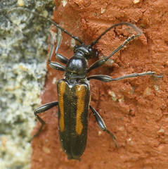 Strangalepta abbreviata