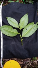 Symplocos mucronata