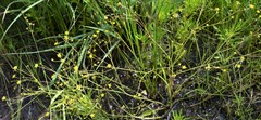Ranunculus laxicaulis