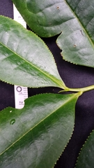 Symplocos mucronata