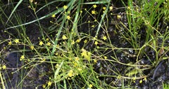 Ranunculus laxicaulis