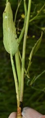 Ranunculus laxicaulis