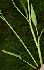 Ranunculus laxicaulis