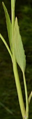 Ranunculus laxicaulis