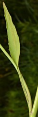 Ranunculus laxicaulis