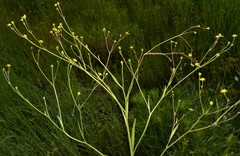 Ranunculus laxicaulis