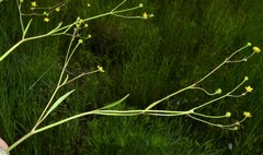 Ranunculus laxicaulis