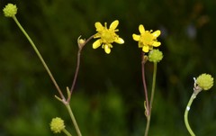 Ranunculus laxicaulis