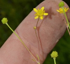 Ranunculus laxicaulis