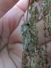 Spodoptera exempta