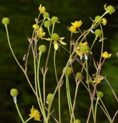 Ranunculus laxicaulis