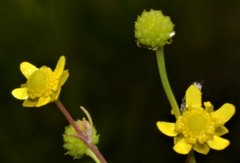 Ranunculus laxicaulis