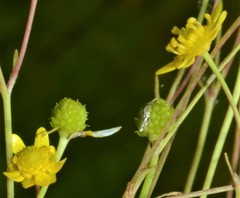 Ranunculus laxicaulis