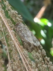 Spodoptera exempta