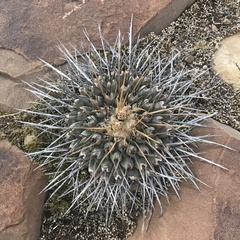 Thelocactus rinconensis