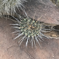 Thelocactus rinconensis