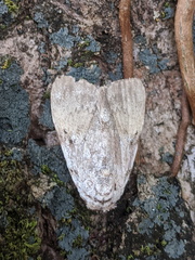 Barasa cymatistis