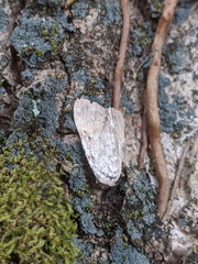 Barasa cymatistis
