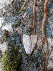 Barasa cymatistis