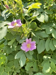 Rosa woodsii