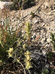 Castilleja nana