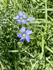 Linum lewisii