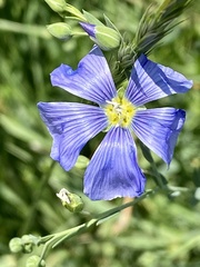 Linum lewisii