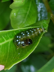 Agrioglypta excelsalis