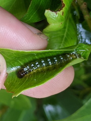 Agrioglypta excelsalis