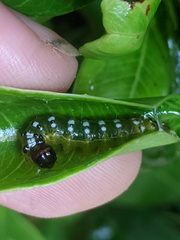 Agrioglypta excelsalis