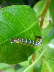 Agrioglypta excelsalis