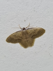 Lepidoptera