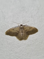 Lepidoptera